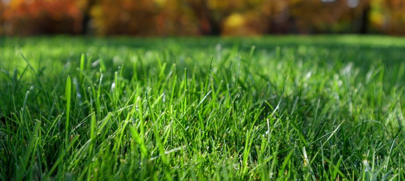 Optimal Timing for Lawn Care
