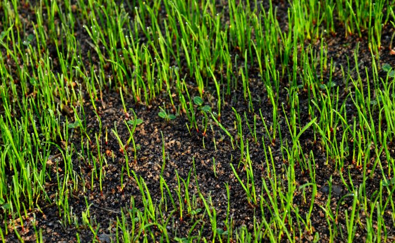 Freshly Reseeded Lawn